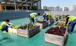 모라3동 자활근로사업 참여자, 옥상 텃밭을 가꿔 나눔 실천
