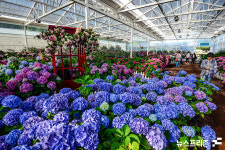 [꽃 구경 하세요] 제주특별자치도 여름 수국기행