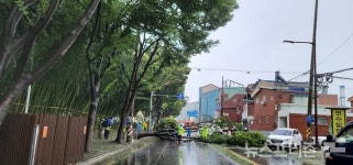 [포토] 진주 남강변 도로 가로 막은 느티나무 가로수