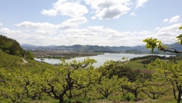 창원시, 국가중요농업유산 창원독뫼감농업 주민협의체 조직