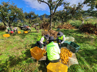 경북농협, 청도서 농촌일손돕기 및 플로깅 캠페인 실시
