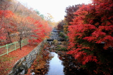 충남 보령시, 가을 단풍 절정 성주산에서 가을을 만끽하세요~