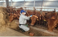 창원시, 소 럼피스킨병 확산방지 총력