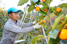 [포토] 산청곶감 원료감 고종시 수확 구슬땀