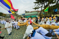 남해군 선구마을, 4년 만에 줄끗기 행사 시연