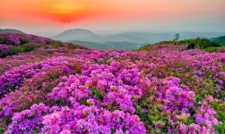 진분홍빛 산상의 화원, 합천 황매산철쭉제 27일부터 열린다