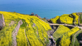 [포토] 남해군 다랭이마을 유채꽃∙벚꽃 만개 장관