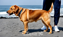 현실과 맞지 않는 한국판 루시법, 개정 필요