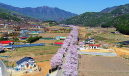 충남 예산군 '벚꽃' 만개…봄 여행코스로 어때?