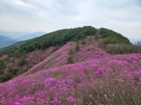 의창구, 천주산 진달래 축제 대비 등산로 점검