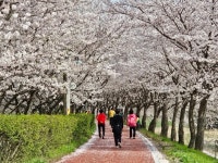 의령 자굴산 순환도로 만개한 벚꽃 절정