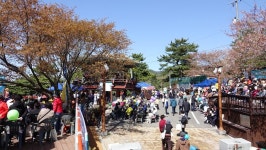 보령시, 옥마산 봄꽃축제＆황톳길 걷기행사 개최