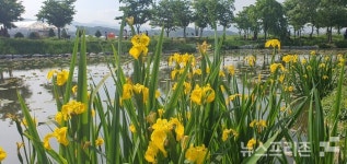 [포토]창포꽃이 만발한 거창 창포원 이모 저모