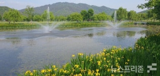 [포토]창포꽃이 만발한 거창 창포원 이모 저모