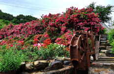 산청 천하태평장미원, 장미전시회 마련