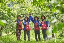 전남 순천 계월 향매실을 따다 순천반찬나눔봉사대 