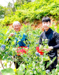 [포토] 보랏빛 새콤함 방울방울…산청 블루베리 수확