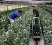 창원서 생산된 국화 백선 2년 만에 일본 수출 재개