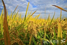[포토뉴스] 아름다운 김포시 하성면 으로 가을구경 오세요~