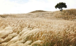 합천군, 가을 낭만 가득한 황매산으로 초대합니다