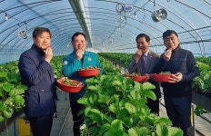 전국 최고의 맛 고령딸기 올해 첫 출하