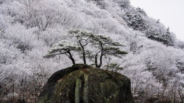 지리산 화개골에 아름답게 펼쳐진 설경