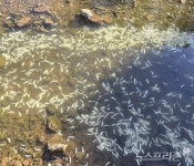 거제 고현천에 청어 새끼 떼죽음