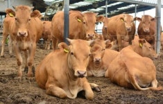 밀양시, 한∙육우 사육농가 사료비 부담 줄인다