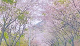 고성군 대가십리벚꽃길서 벚꽃엔딩 만끽하세요!