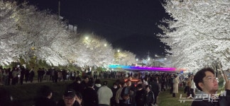 천안시 원성천 일대...개화한 벚꽃과 야경 장관