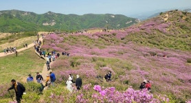 올해 합천 황매산 철쭉제에 15만명이 넘는 방문객 발길