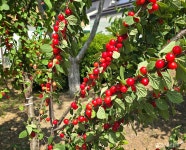 산흥초등학교, 산흥 앵두마을 드림 페스티벌 개최