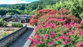 [포토] 함안군 고려동 유적지, 붉게 핀 배롱나무와 어우러진 고즈넉한 풍경