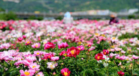 산청군, 농가 소득 증대·지역 활력 두 마리 토끼 잡는다