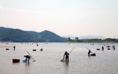 하동 섬진강 재첩, 세계중요농업유산 인증