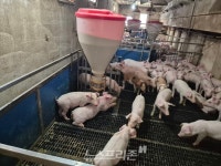 전북 첫 ASF 발생…고창 양돈농가 확진