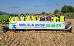 농협경제지주 경북본부, 안동 양파 재배농가 찾아 농촌 일손돕기 나서