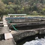 평창송어 양식장과 한국중고테니스연맹의 14,16,18세 시리즈 대회