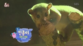 TV동물농장 꼬마 킨카주 킨콩이 과감한 스킨십+동물원 질주까지 이유는?
