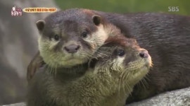 TV동물농장 돌 던지는 수달 수지&수성 관람객과 돌 주고받는 이유는?