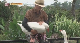 TV동물농장 거위4총사 사람 공격하는 거위들 할머니 유독 따르는 이유는?