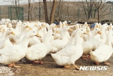 전남 영암 오리농장서 AI 의심신고..축산방역 당국 긴급 방역