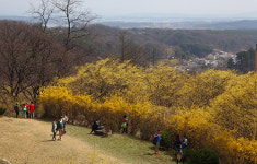 산수유꽃 개화시기인 3월중순부터 구례 산동면 상위마을부터 축제 시작! 의성 사곡면· 경기도 이천백사면 등 군락지도 화사한 색감으로 유혹