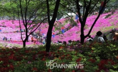 군포철쭉축제 열리는 수리산역 근처 군포철쭉동산 시선 사로잡네! 그런데 군포의 뜻이 뭘까?