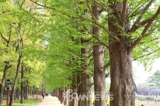 일산호수공원 고양국제꽃박람회 봄꽃낭만 물씬! 요즘 메타세콰이어 산책길과 자전거코스 옆에 유채꽃도 만개하고 애니골 맛집도 가까워... 