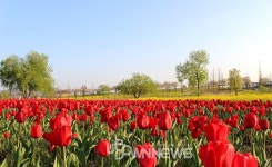 순천만국가정원 봄꽃축제 5월22일까지, 튤립·철쭉·유채꽃과 공연 많아 전남 순천·여수에서 가볼만한 곳으로 따봉! 순천만습지 근처에 맛집... 