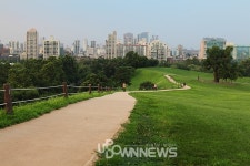 서울 올림픽공원 측백나무, 폭염에도 우아한 자태! 몽촌토성 걷기운동 코스 옆 언덕에서 나홀로 푸르러