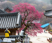 구례 화엄사 홍매화, 3월 가볼만한 곳으로 인기 폭발 이유?