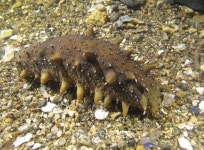 국립수산과학원, 축제식 양식장서 사료공급 없이 해삼 중간육성 성공