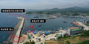 해수부ㆍ강원도, 올해 30만마리 어린 명태 방류...명태살리기 프로젝트 성과